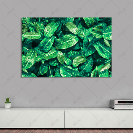 لوحة فنية قطرة ماء على أوراق خضراء داكنة