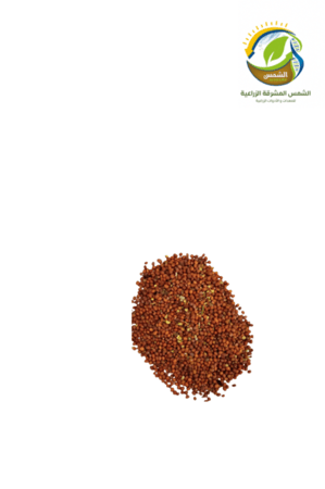 بذور فجل حساوي انتاج مزارع الاحساء 1 كيلو