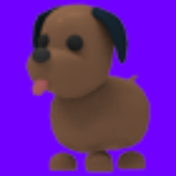 Chocolate Labrador