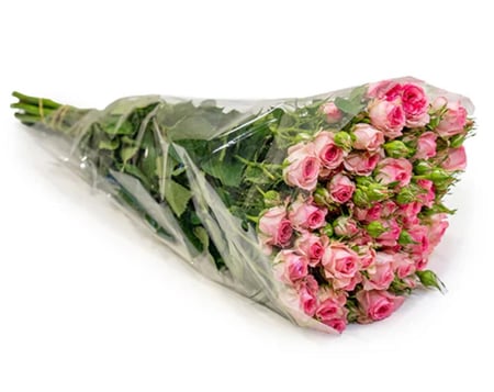 بيبي روز وردي  10 اغصان