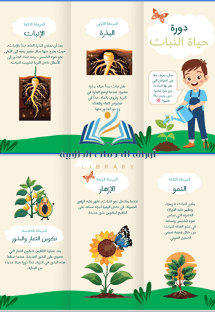 مطوية دورة الحياة النبات