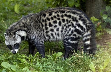 مسك الزباد بالكهرمان الفاخر