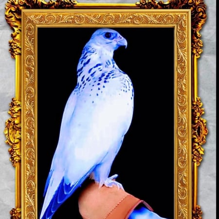 صقر العروبه