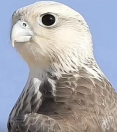 هندي الملوك