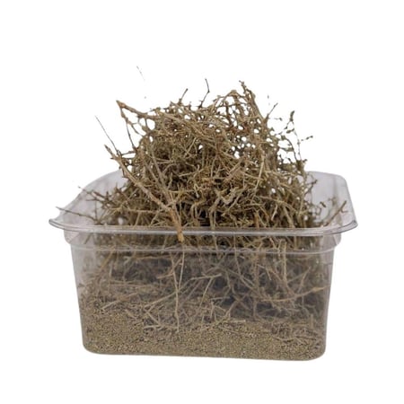 شيح حائل