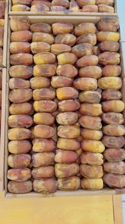 صقعي فاخر 3 كجم