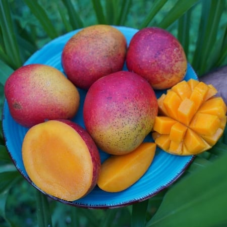 كرتون مانجو تومي