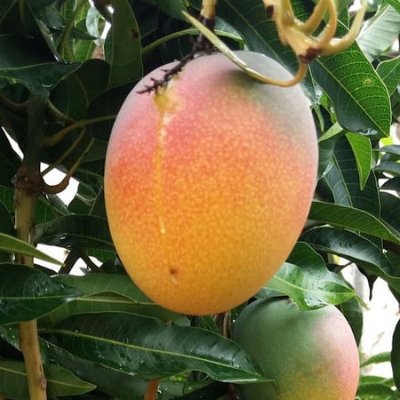 كرتون مانجو جلن