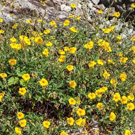 بذور الإرقه