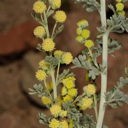 بذور القيصوم