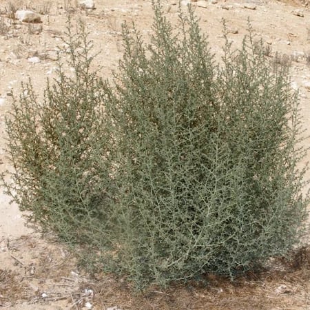 بذور البعيثران ( عطري )