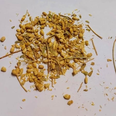 بذور القيصوم