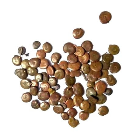 بذور  الصمغ العربي