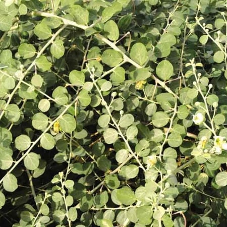 بذور الشفلح