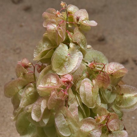 بذور الحميض