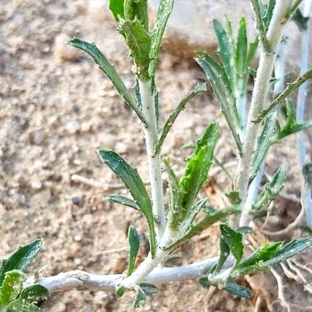 بذور العرفج