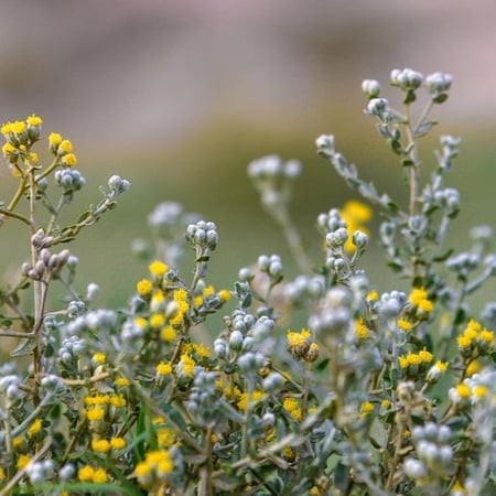 بذور القيصوم