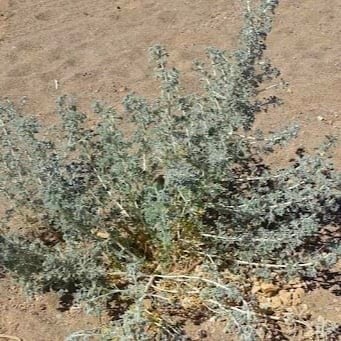 بذور البعيثران ( عطري )