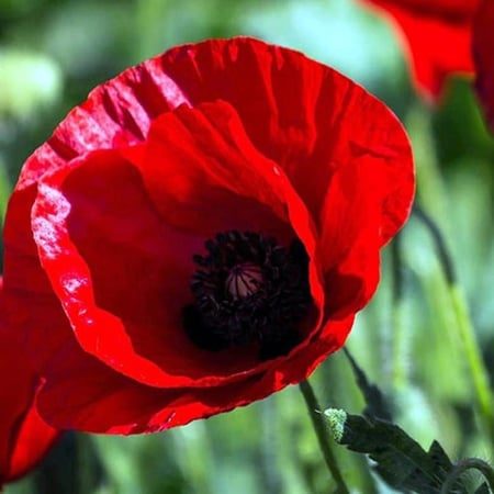 بذور الديدحان - شقائق النعمان