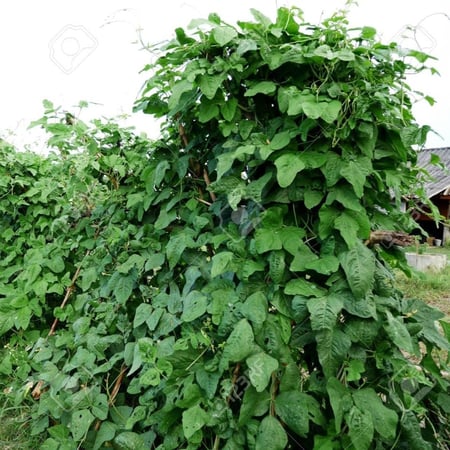 بذور اللوبيا