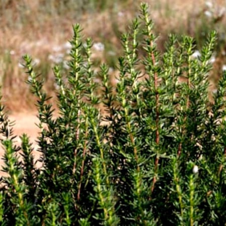 بذور العاذر