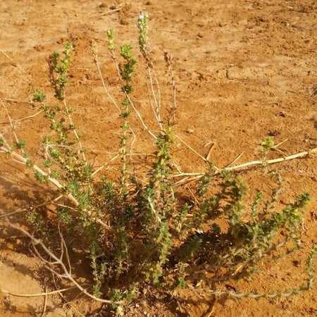 بذور الزعتر البري