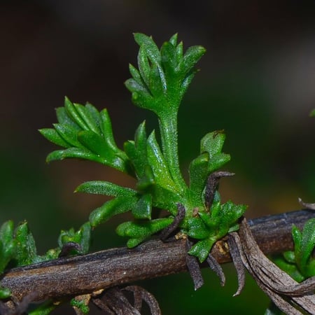 بذور العاذر