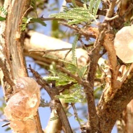 بذور  الصمغ العربي