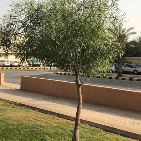 بذور السنط الملحي