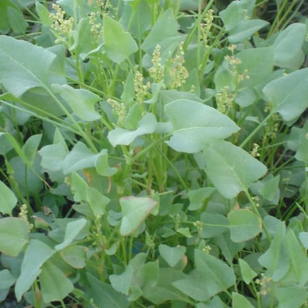 بذور الحميض