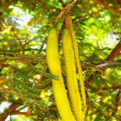 بذور  الصمغ العربي