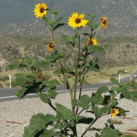 بذور دوار الشمس Helianthus annuus من متجر بذر