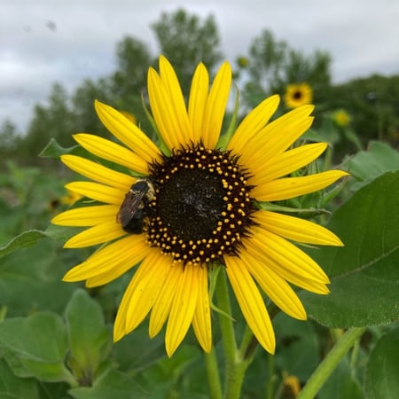 بذور دوار الشمس Helianthus annuus من متجر بذر
