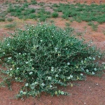 بذور الشفلح