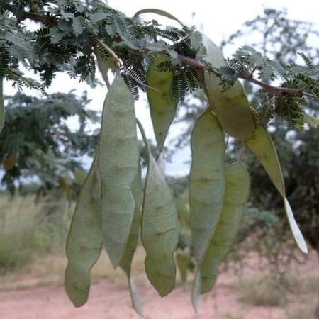 بذور  الصمغ العربي