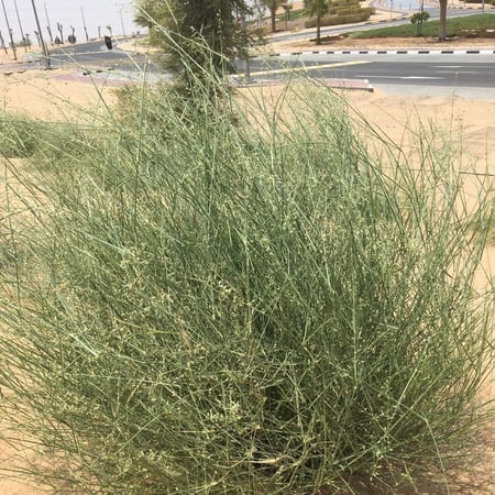 بذور الثمام