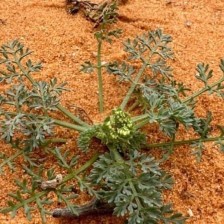 بذور البسباس | الشمر