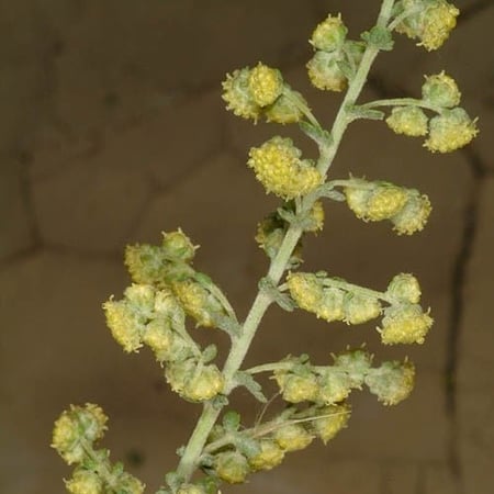 بذور البعيثران ( عطري )