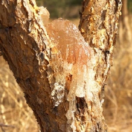 بذور  الصمغ العربي