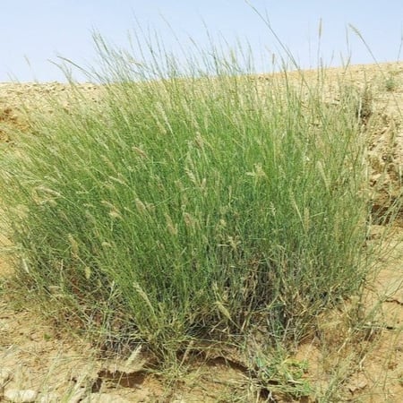 بذور الثمام