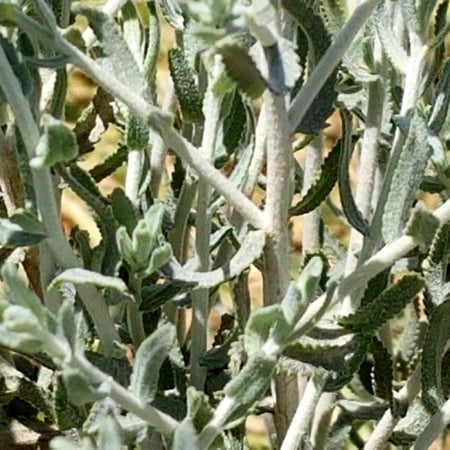 بذور القيصوم