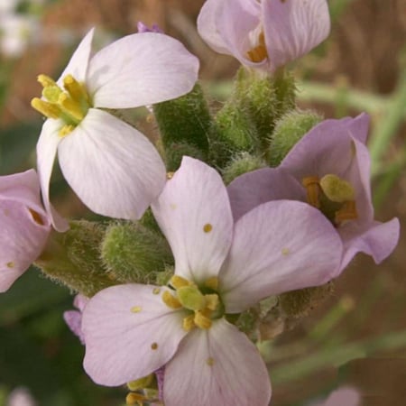 بذور اليهق | الجرجير البري
