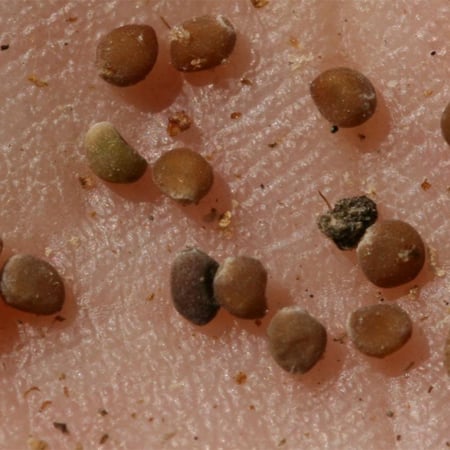 بذور الإرقه