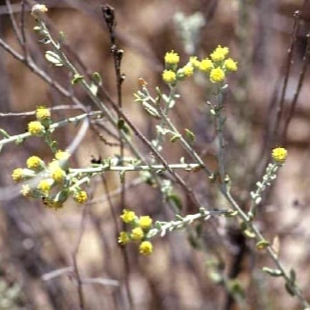 بذور القيصوم