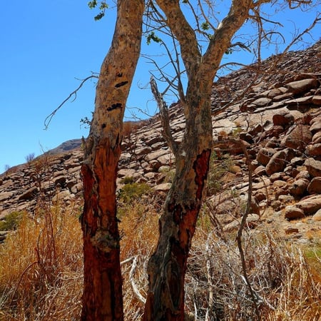 بذور الاراك