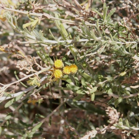 بذور القيصوم