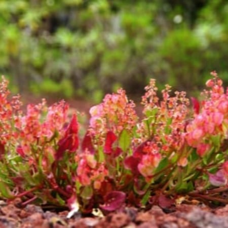 بذور الحميض