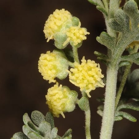 بذور البعيثران ( عطري )