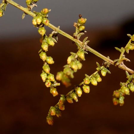 بذور العاذر