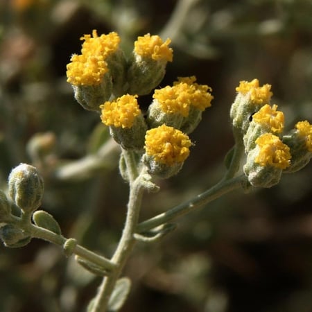 بذور القيصوم